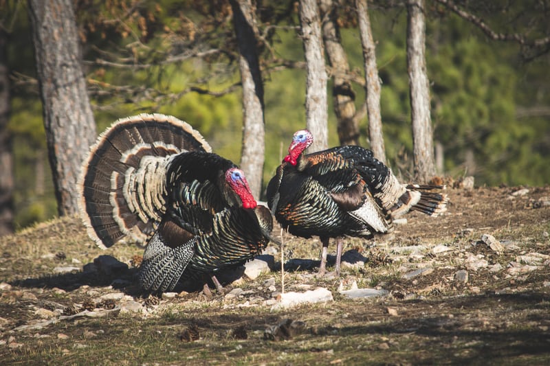 The Turkey Problem: Explaining Vulnerability | Shortform Books
