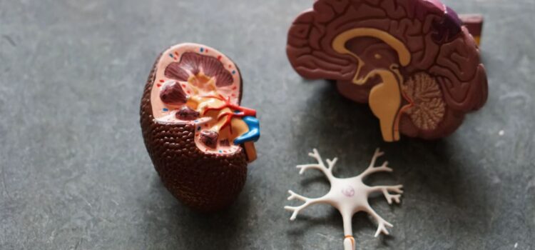How Does the Human Brain Work?