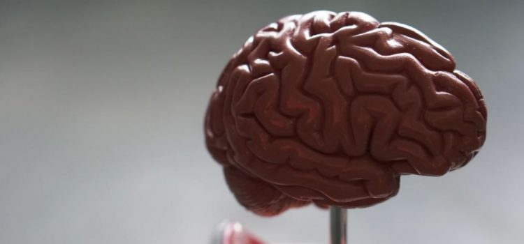 The Effect of Ventromedial Prefrontal Cortex Damage The Effect of Ventromedial Prefrontal Cortex Damage