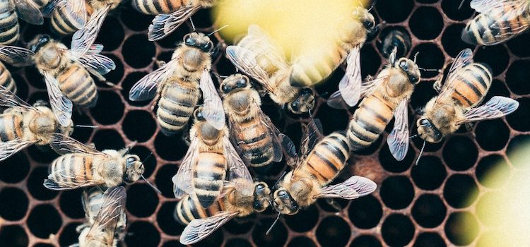 Flip the Hive Switch: How to Be Less Self-Centered Flip the Hive Switch: How to Be Less Self-Centered