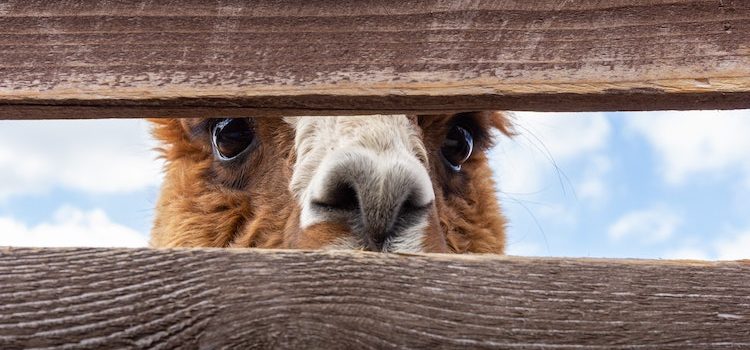 The 2 Ways to Create Interest: Mystery and Curiosity The 2 Ways to Create Interest: Mystery and Curiosity