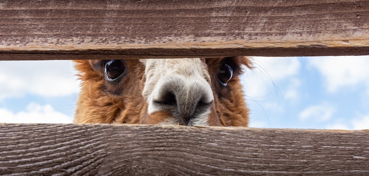 The 2 Ways to Create Interest: Mystery and Curiosity | Shortform Books