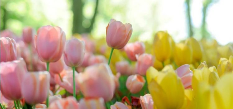 Economic Bubbles in History: Tulip Mania to Bitcoin