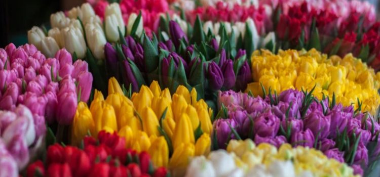 The Tulip Craze: History’s First Economic Bubble