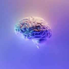 Human Brain Evolution and the 3 Unique Human Traits