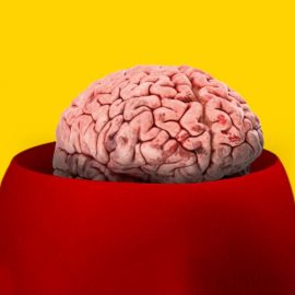 How the Human Brain Works: A Breakdown of the Brain