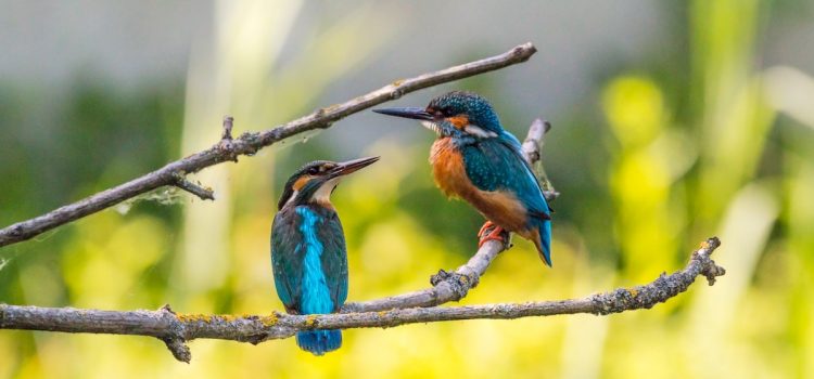Spiritual Anxiety Relief: What We Can Learn From Birds Spiritual Anxiety Relief: What We Can Learn From Birds