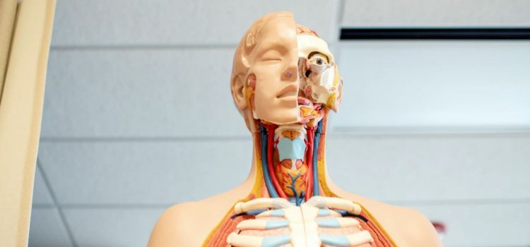 The Body by Bill Bryson: Overview & Key Takeaways The Body by Bill Bryson: Overview & Key Takeaways
