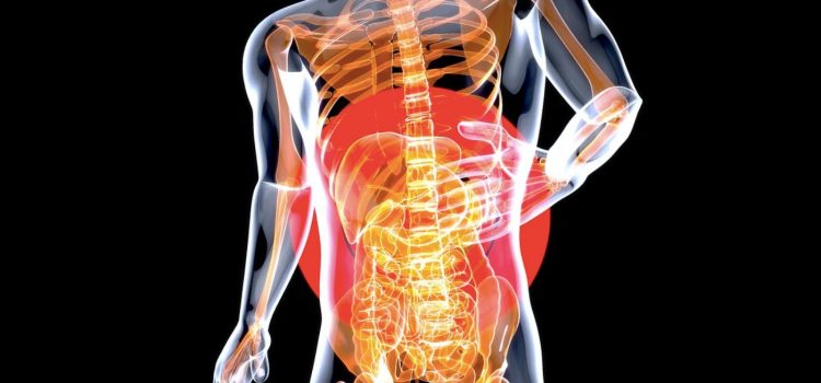 The Function of the Gut in the Human Body The Function of the Gut in the Human Body