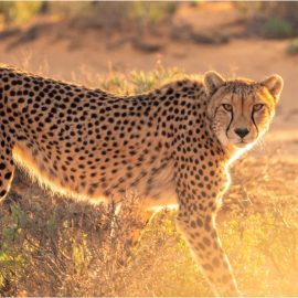 What Glennon Doyle’s Cheetah Story Really Means