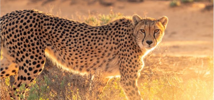 What Glennon Doyle’s Cheetah Story Really Means What Glennon Doyle’s Cheetah Story Really Means