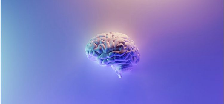 How Is the Brain Structured? A Neuroanatomist Explains