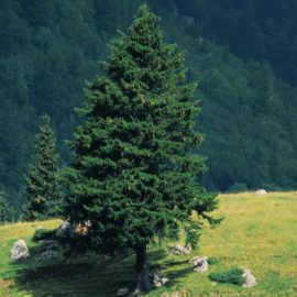 How Birch Contributes to Douglas Fir Trees’ Health