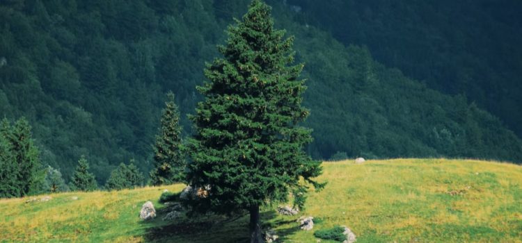 How Birch Contributes to Douglas Fir Trees’ Health