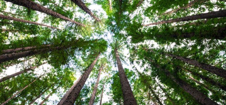 Do Trees Talk to Each Other? In a Way, Yes