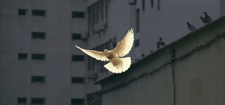 Is the World More Peaceful Today? Steven Pinker Says Yes Is the World More Peaceful Today? Steven Pinker Says Yes