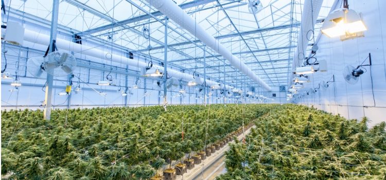 U.S. Marijuana Laws Are Changing—Here’s What to Know U.S. Marijuana Laws Are Changing—Here’s What to Know