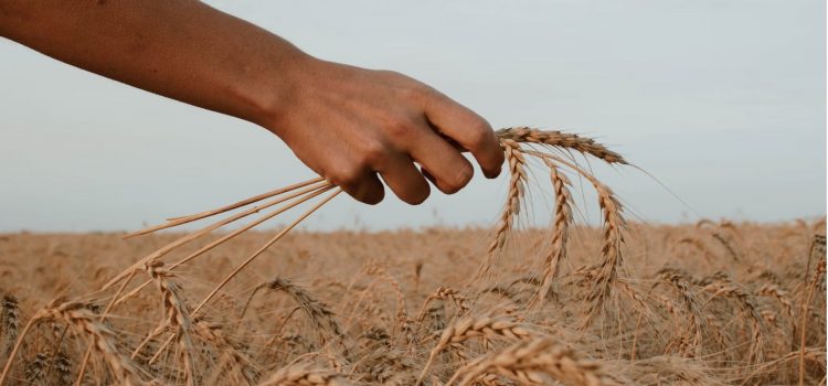 The Ukraine Food Crisis: Who’s Hurting the Most? The Ukraine Food Crisis: Who’s Hurting the Most?