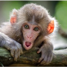 What Is the Monkey Mind & How to Tame It