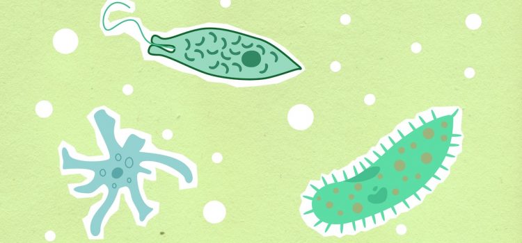 Precambrian Life: What Geology Tells Us About Early Life Forms Precambrian Life: What Geology Tells Us About Early Life Forms