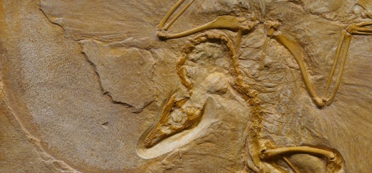 Major Extinction Events & Human-Caused Extinctions Major Extinction Events & Human-Caused Extinctions