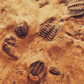 What Was the Cambrian Explosion? A Fossil Record Mystery