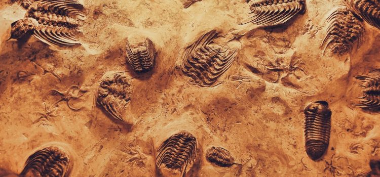 What Was the Cambrian Explosion? A Fossil Record Mystery