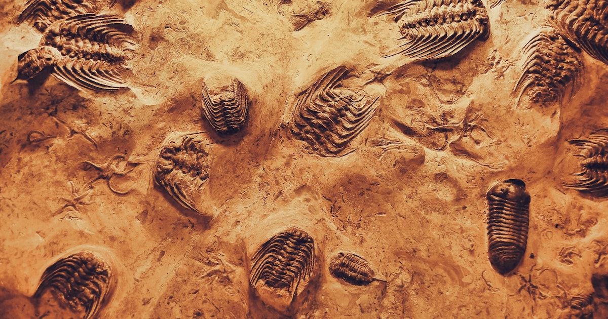 Charles Darwin: Common Descent Is Evidenced in 4 Ways | Shortform Books