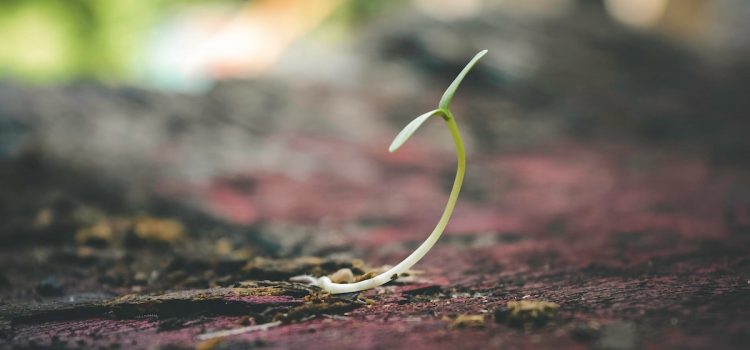 The First Life on Land: Migration From the Shallows