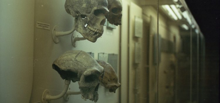 The History of Hominids: From Homo Erectus to Homo Sapiens