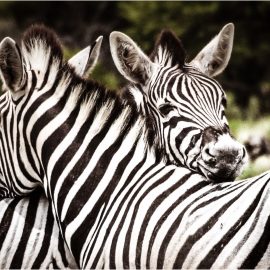 Why Zebras Don’t Get Ulcers: Book Overview