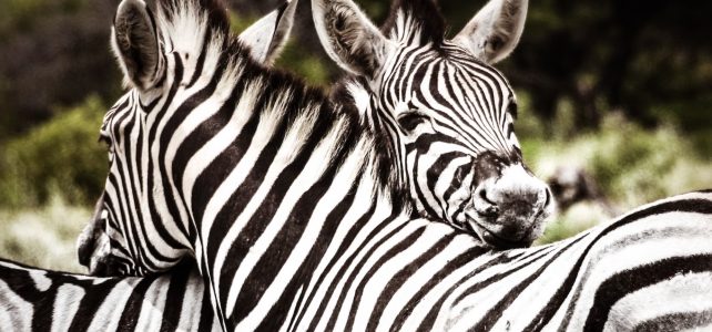 Why Zebras Don't Get Ulcers: Book Overview | Shortform Books