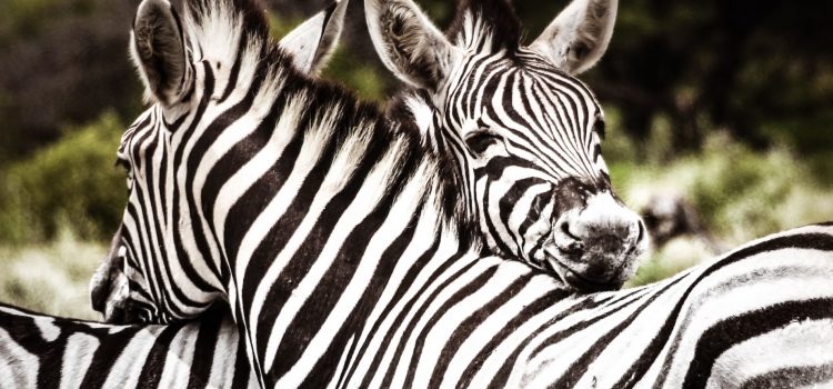 Why Zebras Don’t Get Ulcers: Book Overview