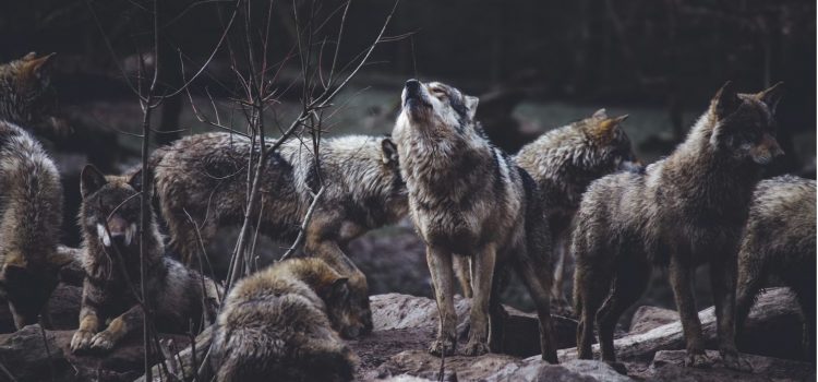 How Dominance Hierarchies Limit Diversity (+An Alternative) How Dominance Hierarchies Limit Diversity (+An Alternative)