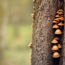Fungi Intelligence: They’re a Lot Smarter Than We Thought