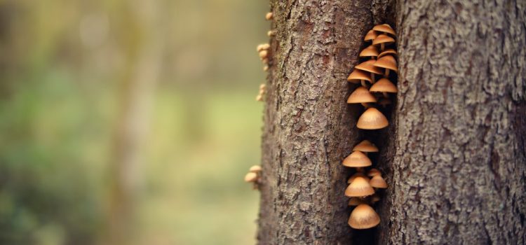 Fungi Intelligence: They’re a Lot Smarter Than We Thought