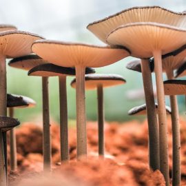 The 6 Properties of Fungi Explained (Entangled Life)