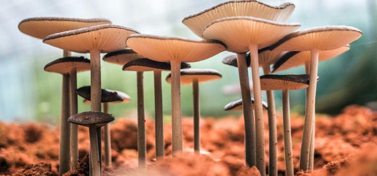 The 6 Properties of Fungi Explained (Entangled Life)