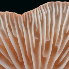 Fungi’s Body Structures: The Glue That Holds Fungi Together