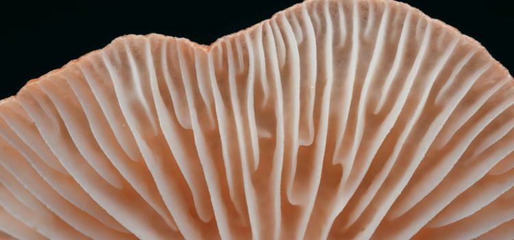 Fungi’s Body Structures: The Glue That Holds Fungi Together