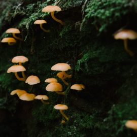 The Importance of Fungus: 3 Ways It Benefits All Life Forms