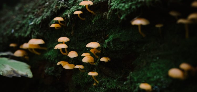 The Importance of Fungus: 3 Ways It Benefits All Life Forms