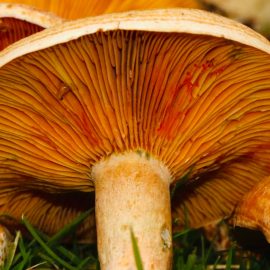 The 2 Uses of Fungi in Daily Life That May Surprise You