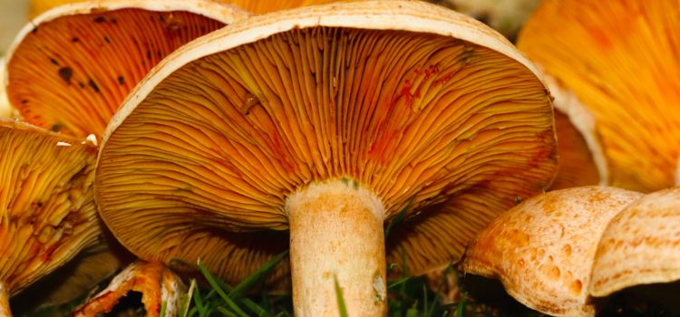 The 2 Uses of Fungi in Daily Life That May Surprise You