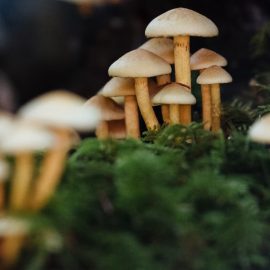 Merlin Sheldrake: Fungi Will Make You Question Everything