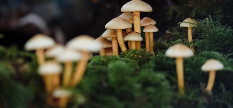 Merlin Sheldrake: Fungi Will Make You Question Everything