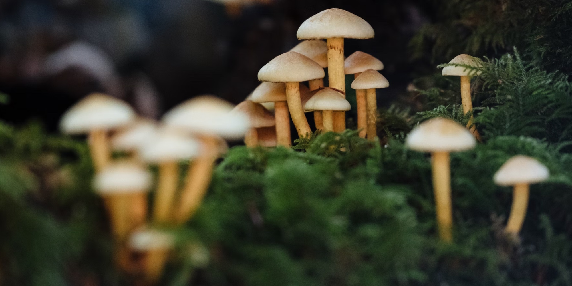 Merlin Sheldrake Fungi Will Make You Question Everything Shortform Books