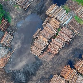 How Serious Are the Problems Caused by Deforestation?