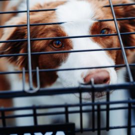 What’s Behind the Pet Store Ban on Retail Pet Sales?