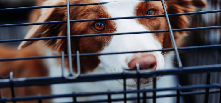 What’s Behind the Pet Store Ban on Retail Pet Sales?